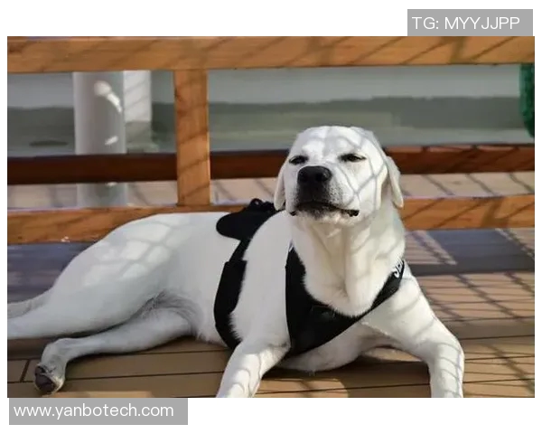 足球明星与他们的狗狗生活点滴：忠诚伙伴的温馨时光与精彩瞬间